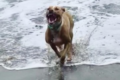 Roxy-beach-smile